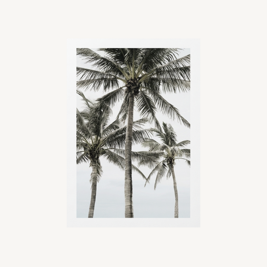The Palms
