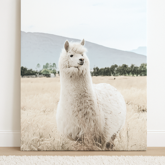 Alpaca Muse- Artwork Hire
