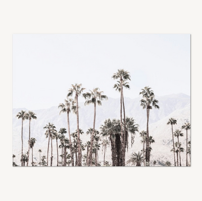 Palm Street