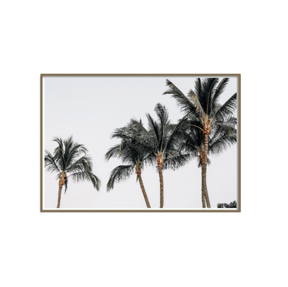 Palm City