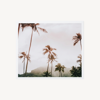 Oasis