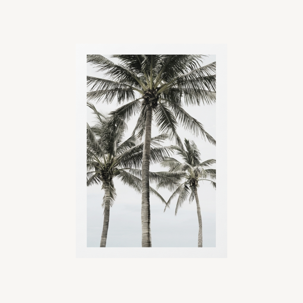 The Palms