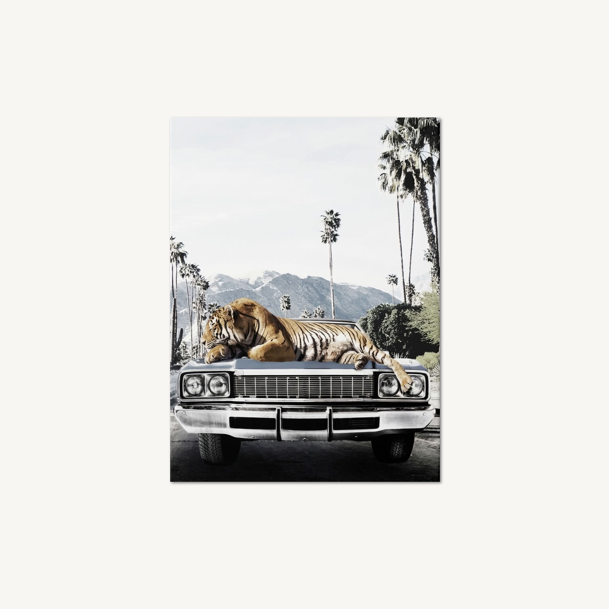 Wild Ride